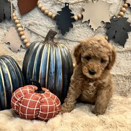 Bernedoodle, Goldendoodle, and Poodle Puppies from Anam Cara Pups