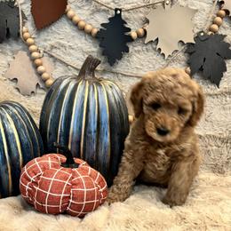Bernedoodle, Goldendoodle, and Poodle Puppies from Anam Cara Pups