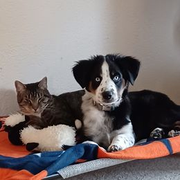 Miniature Australian Shepherd All Grown Up from ST. J’s Mini Aussies