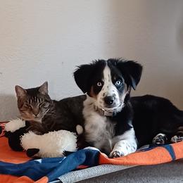 Miniature Australian Shepherd All Grown Up from ST. J’s Mini Aussies
