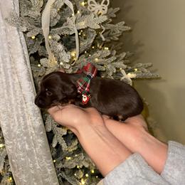 Dachshund Puppies from Doodle Bugs Doxies