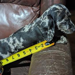 Dachshund Puppies from Valhallah Farms