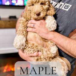 Maple - Apricot Goldendoodle puppy in Madison Heights, Virginia from Nottaway Doodles