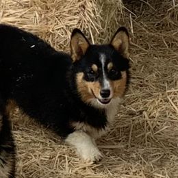 Zoey - Pembroke Welsh Corgi