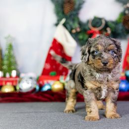 Aussiedoodle Puppies from Dreamcatcher Dogs