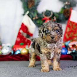 Aussiedoodle Puppies from Dreamcatcher Dogs