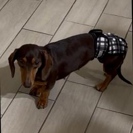 Mocha - Dachshund