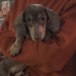 Dachshunds, Pomeranians, and Pomskies from Desert Diamond Kennels