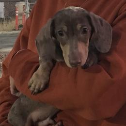 Dachshunds, Pomeranians, and Pomskies from Desert Diamond Kennels