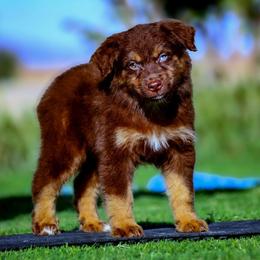 Beket - Red tri-color male Australian Shepherd puppy in Pima, Arizona from Lazy D Ranch Australian Shepherds