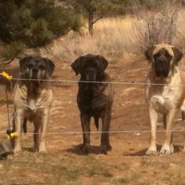 French Bulldogs and Mastiffs from Liberty Mountain
