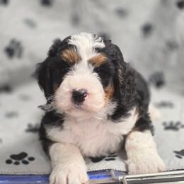 Auggie - Tri-color male Bernedoodle puppy in Shelton, Washington from NW Bernedoodles of Washington