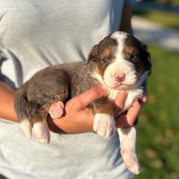 Heisman - Blue merle male Bernedoodle puppy in Sugarcreek, Ohio from Cuddly Companion Doodles