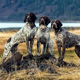 German Shorthaired Pointers from LakeHaus German Shorthairs