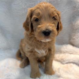 Theo - Apricot male Goldendoodle puppy in San Tan Valley, Arizona from Golden Haven