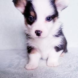 American Corgi and Pembroke Welsh Corgi Puppies from Whimsical Treasure Corgis