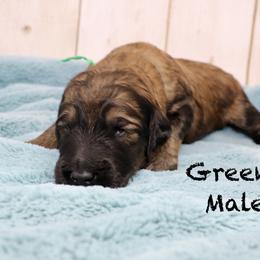 Green - Sable male Goldendoodle puppy in Maryville, Tennessee from Twin City Doodles