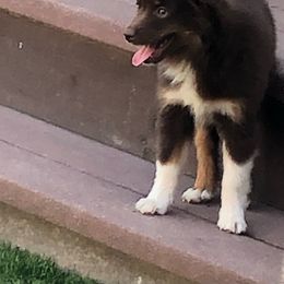 Girl 1 - Red tri-color Miniature American Shepherd puppy in Chatsworth, California from AlwaysAussies