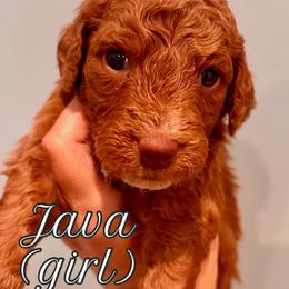 Java (girl, White collar) - Red  female Goldendoodle puppy in Guntersville, Alabama from Carefree Goldendoodles