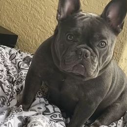 French Bulldogs from Naples Elite Frenchies