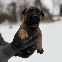 Needle - Fawn female Belgian Malinois puppy in Baltimore, Maryland from Abenteurer German Shepherds & Belgian Malinois
