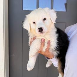 Dolly - Black tri female Miniature American Shepherd puppy in Payson, Arizona from Barnhardt Minis