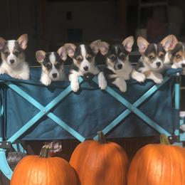 Pembroke Welsh Corgis from WSP Corgi's