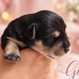 Coco - Black and silver female Miniature Schnauzer puppy in Hull, Georgia from Ardent Miniature Schnauzers of Athens