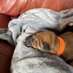 Boy 1 - Brown Pyredoodle puppy in Pleasant Plains, Arkansas from Sweet Dixie Doodles