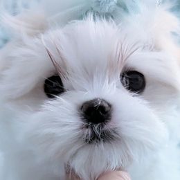 Maltese Puppies from Bratpackbabydolls