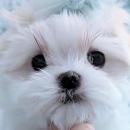 Maltese Puppies from Bratpackbabydolls