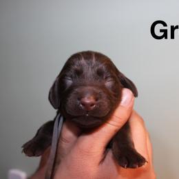 Grey - Liver male Boykin Spaniel puppy in Northport, Alabama from Blue Creek Boykins