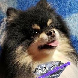 Bandit - Pomeranian