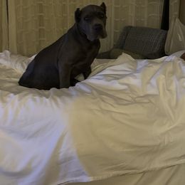 Cane Corso and Poodle Puppies from Viceroy Corsos