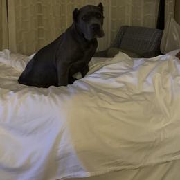 Cane Corso and Poodle Puppies from Viceroy Corsos