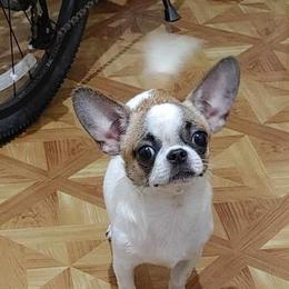 BULKA - Chihuahua