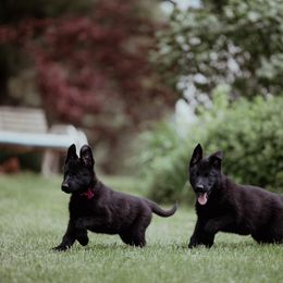Berger Blanc Suisse and German Shepherd Puppies from Fireside Fernweh