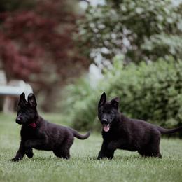 Berger Blanc Suisse and German Shepherd Puppies from Fireside Fernweh