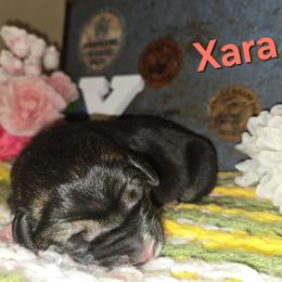 XARA - Black female Central Asian Shepherd Dog puppy in Michigan from Guardian Dog