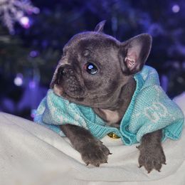 Tiny Teal - Blue female French Bulldog puppy in Maplewood, New Jersey from Poos&Bulls Keepsake