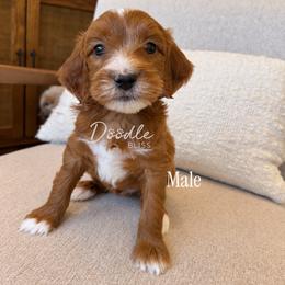 Miles - Red  male Goldendoodle puppy in Gilbert, Arizona from Doodle Bliss