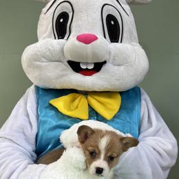13 red collar - Fawn male Pembroke Welsh Corgi puppy in Port Republic, Maryland from Bestfurends