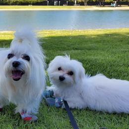 Maltese from Puppy Van