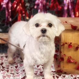 Bella - Maltese