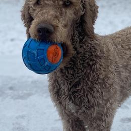 Double Doodle, Goldendoodle, and Labradoodle All Grown Up from Godley Doodles Of Texas