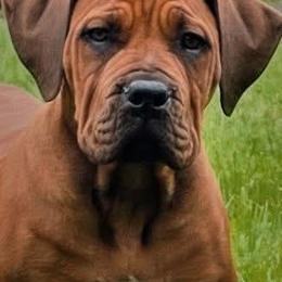 Purple - Reddish brown female Boerboel puppy in Naples, New York from Freedom Boerboels LLC