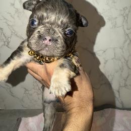 French Bulldog and Yorkshire Terrier Puppies from Yorkiesllc