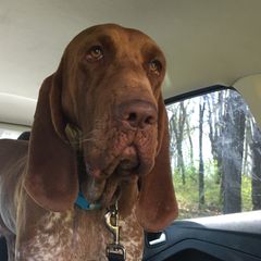 Bracco Italianos from Bracco Dynasty