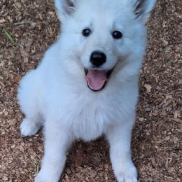 Nikita - White female German Shepherd puppy in Cleveland, Tennessee from Ocoee Valley German Shepherd Dogs