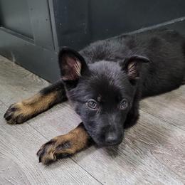 Grey Collar - Annika - Bi-color female German Shepherd puppy in Augusta, West Virginia from Cricket Hollow Canines